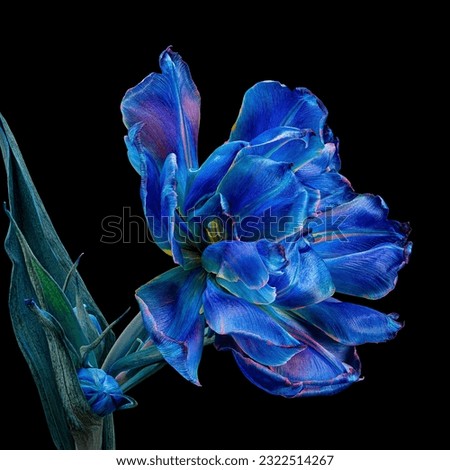Beautiful multicolor tulip with stem, bud and leaves isolated on black background, white, blue, purple colors. Studio close-up photography.