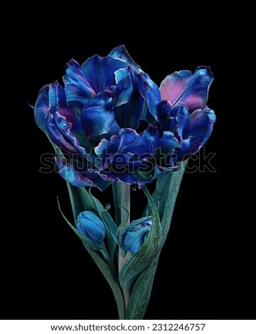 Beautiful multicolor tulip with stem, buds and leaves isolated on black background, white, blue, purple colors. Studio close-up photography.