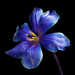 Schöne Mehrfarbige Tulpe Mit Stamm Einzeln Auf Schwarzem Hintergrund, Gelber Pollen, Weiß, Blau, Violett. Nahaufnahme Von Studiofotografie.