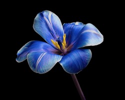 Beautiful Multicolor Tulip With Stem Isolated On Black Background, Yellow Pollen, White, Blue, Purple Colors. Close-up Studio Photography.