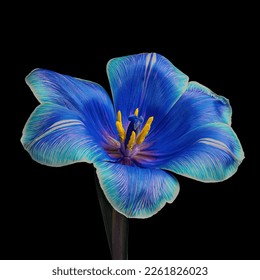 Beautiful multicolor tulip with stem isolated on black background, yellow pollen, white, blue, purple colors. Close-up studio photography. - Powered by Shutterstock