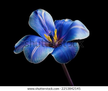 Beautiful multicolor tulip with stem isolated on black background, yellow pollen, white, blue, purple colors. Close-up studio photography.