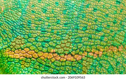 Beautiful multicolored bright chameleon skin, reptile skin pattern texture multicolored close-up as a background.
