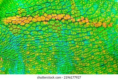 Beautiful multicolored bright chameleon skin, reptile skin pattern texture multicolored close-up as a background. - Powered by Shutterstock