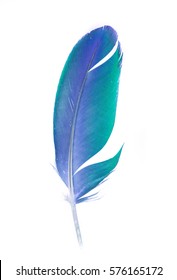 Beautiful multicolored colorful parrot feather on white background. Single feather.