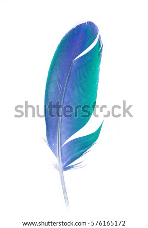 Beautiful multicolored colorful parrot feather on white background. Single feather.