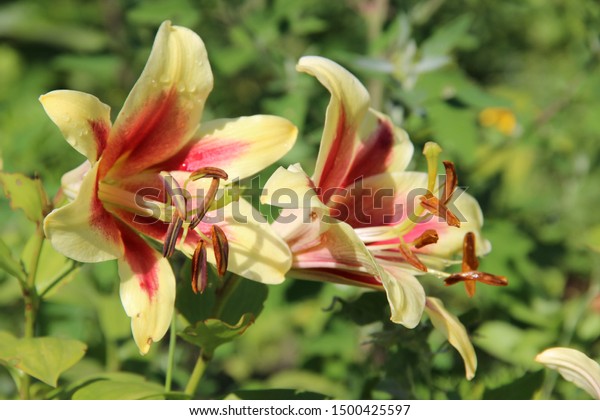 Beautiful Multicolored Lilies Flowers Bright Rays Stock Photo