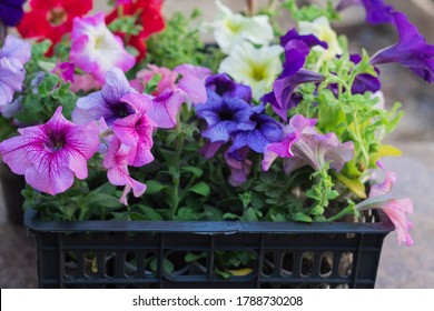 ツクバネアサガオ Hd Stock Images Shutterstock