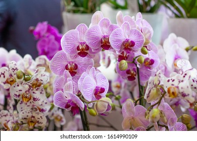 胡蝶蘭 の画像 写真素材 ベクター画像 Shutterstock