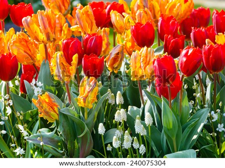 Similar – Image, Stock Photo Red Tulip Nature Plant