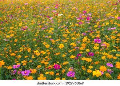 Beautiful multicolors of Cosmos farm - Shutterstock ID 1929768869