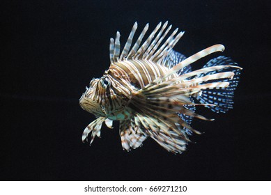 Beautiful Multicolred Lionfish Swimming Around an Aquarium