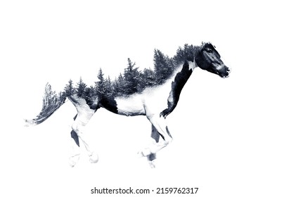 Beautiful Multiple Exposure Horse Photos