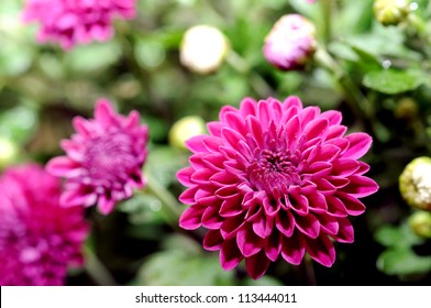 Beautiful Mum Flower In Garden