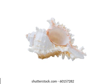 Beautiful Murex Shell Isolated On White