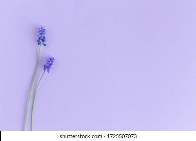Beautiful Muscari flowers on a pastel violet background. Place for text. Flat lay.: zdjęcie stockowe