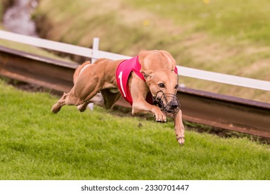 Beautiful muscular greyhound in battle