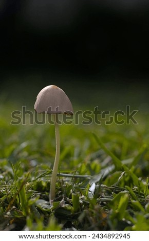 Beautiful mushroom born in the middle of the grass illuminated with a radiant sun