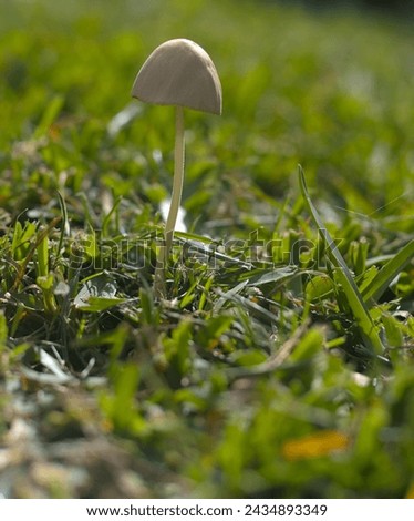 Beautiful mushroom born in the middle of the grass illuminated with a radiant sun