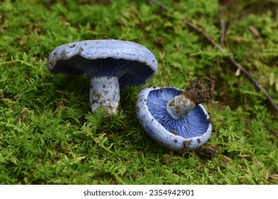 A beautiful mushroom called Lactarius indigo found in a cloud forest in Xalapa, Veracruz - Shutterstock ID 2354942901