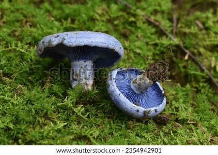 A beautiful mushroom called Lactarius indigo found in a cloud forest in Xalapa, Veracruz