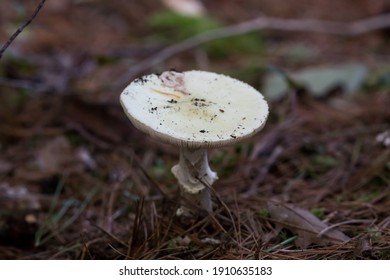 Beautiful Mushroom In Crown Land Ontario