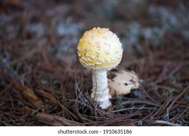 Beautiful Mushroom In Crown Land Ontario