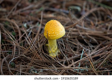 Beautiful Mushroom In Crown Land Ontario