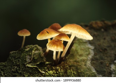 Beautiful Mushroom At Dark Background 