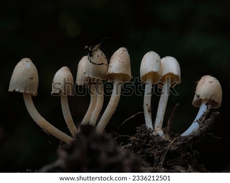Beautiful mushroom growing on dead wood branches in forest. Dark background. Close-up of Mushrooms. Collection of Mushrooms.