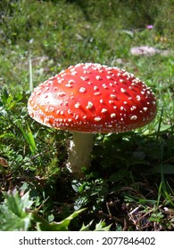 Beautiful mushroom in the wild - Shutterstock ID 2077846402