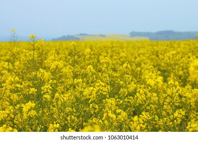 Beautiful mustard field, Luxembourg
