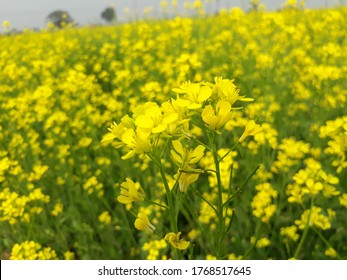 Beautiful Mustard Flowers Field In India. 