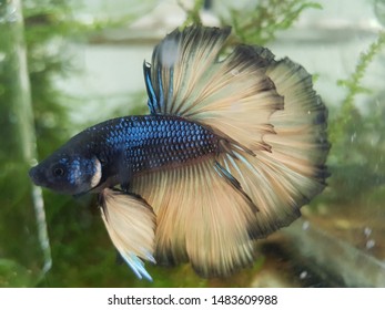 Beautiful Mustard Gas Color Halfmoon Betta In Aquarium.