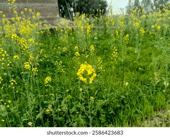 beautiful mustard plant leaves and flowers yellow