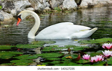 937 Swans water lily Stock Photos, Images & Photography | Shutterstock