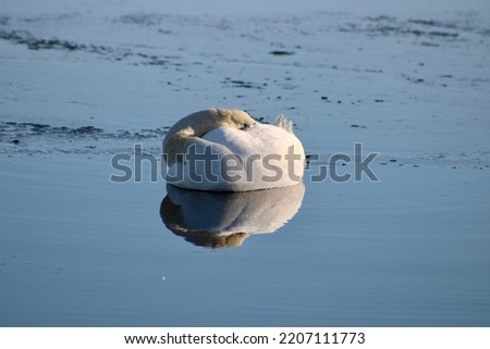 A beautiful mute swan sleeping on top of a frozen river. The birds reflection is perfect in the ice.