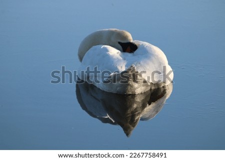 A beautiful mute swan sleeping on top of a partially frozen river. The birds reflection is perfect in the ice.