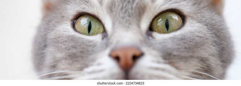 Beautiful Muzzle Of Cat With Green Eyes. Cat Sly Look Concept