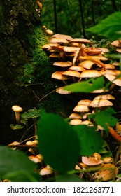 Beautiful Mycelium Of Orange And Yellow Russula Mushrooms, Close-up, Grown On The Roots Of An Old Pine Tree Surrounded By Green Foliage And Moss. Autumn Forest In The Morning At Sunrise, Copy Space.