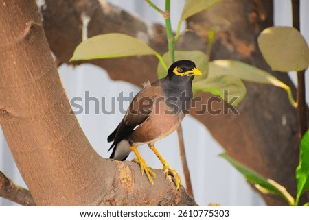 a beautiful myna sitting on a tree branch