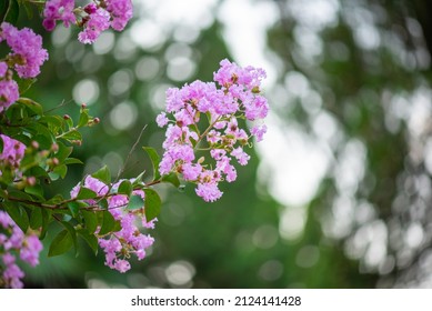 Beautiful Myrtle Flowers In The Botanical Garden Of Batumi