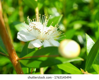 Beautiful Myrtle Flowers In Summer