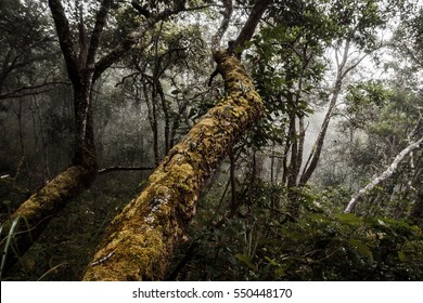 Beautiful, mystic, deep and dense forest covered by moss, tropical wild jungle nature landscape in Thailand