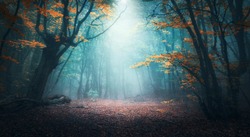 Красивый мистический лес в голубом тумане осенью. Красочный пейзаж с зачарованными деревьями с оранжевыми и красными листьями. Пейзаж с тропинкой в мечтательный туманный лес. Осенние цвета в октябре. Природа фон