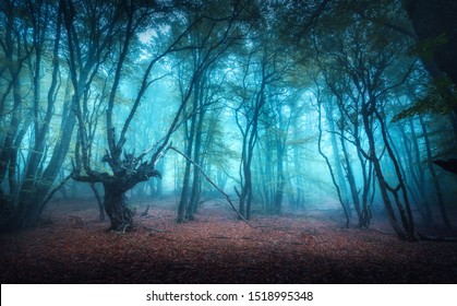 Beautiful mystical forest in blue fog in autumn. Colorful landscape with enchanted trees with orange and red leaves. Scenery with path in dreamy foggy forest. Fall colors in october. Nature background - Powered by Shutterstock