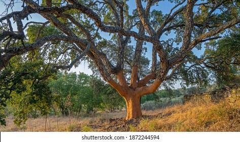 Beautiful Naked Cork Oak Tree After Harvest