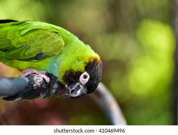 Beautiful Nanday Parakeet Looking At The Camera. Parakeet. Parrot
