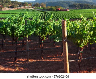 Beautiful Napa County Vineyard