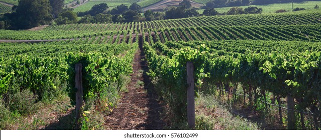 Beautiful Napa County Vineyard